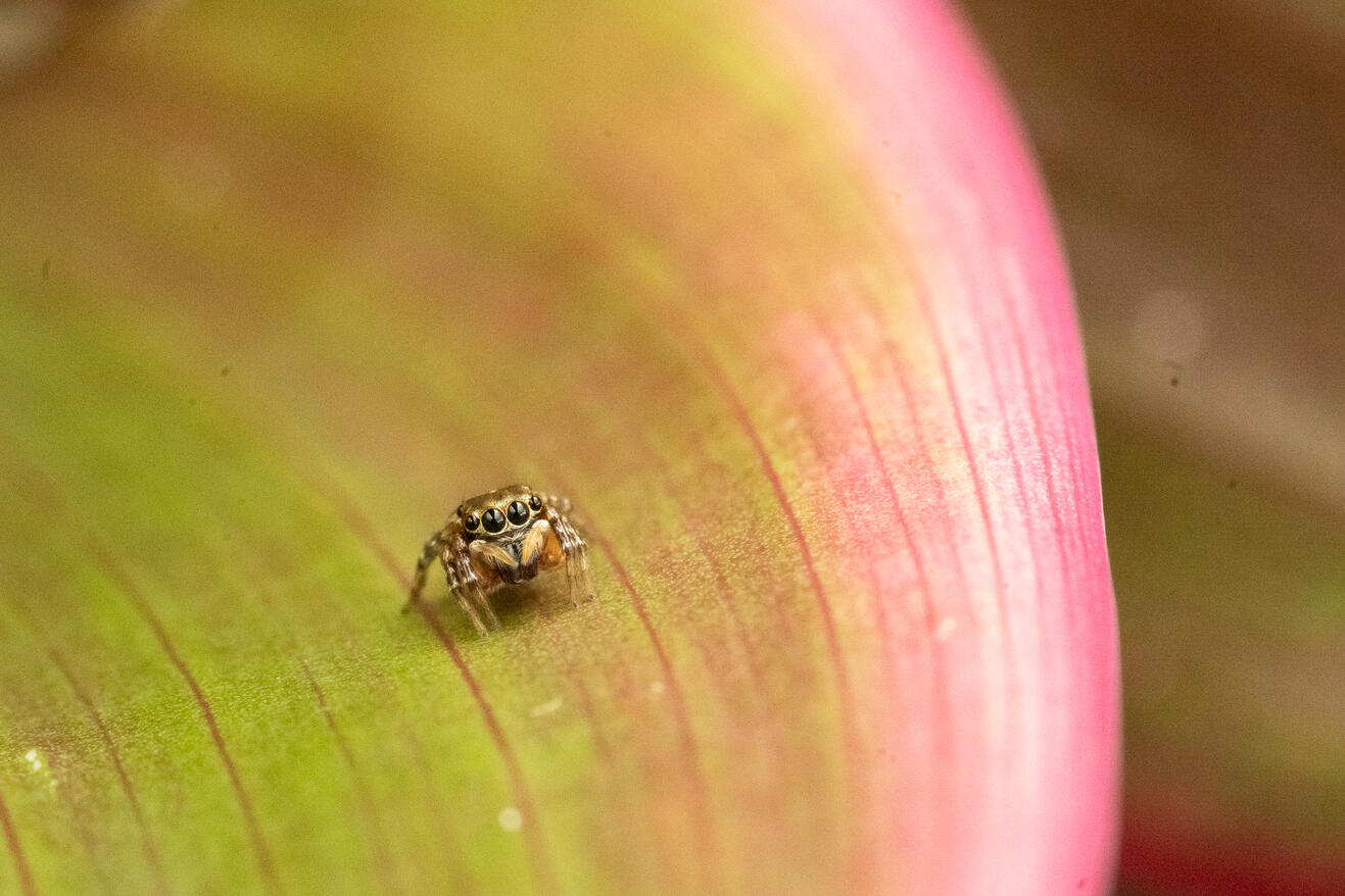 Jumping spider, Ojochal Costa Rica