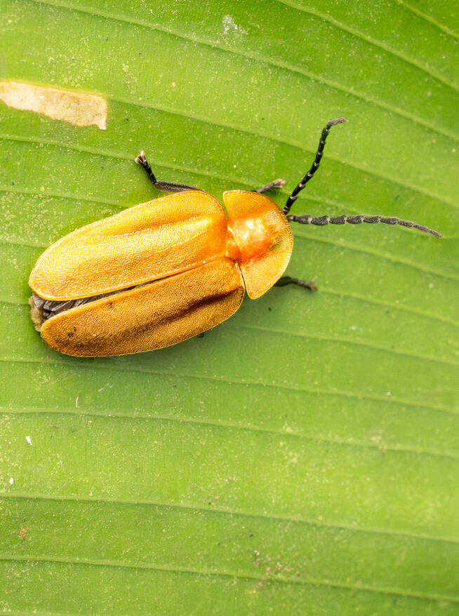 Pleasing fungus beetle, maybe Mycolybas sp.
