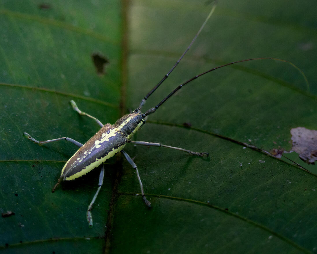 Longhorn beetle (family Cerambycidae), Corcovado National Park, Costa Rica