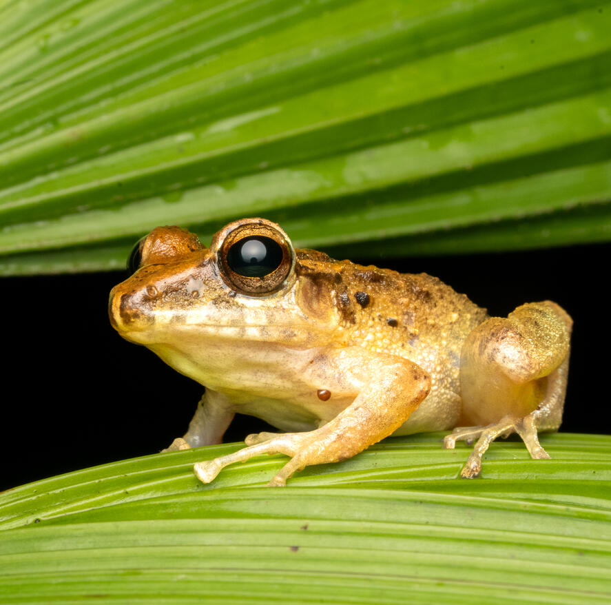 Fitzinger's rain frog, Craugastor fitzingeri