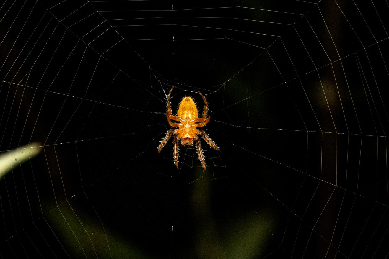 Orb weaver spider, Ojochal Costa Rica