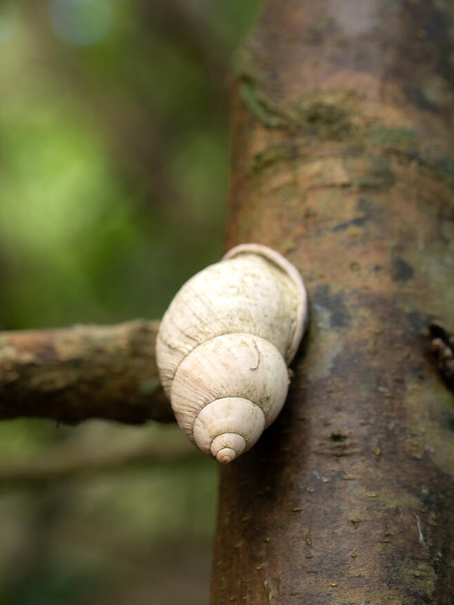 Porphyrobaphe iostoma, Ecuador