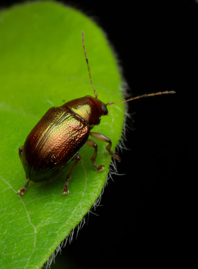 Flea beetle, Chrysomelidae: Alticini