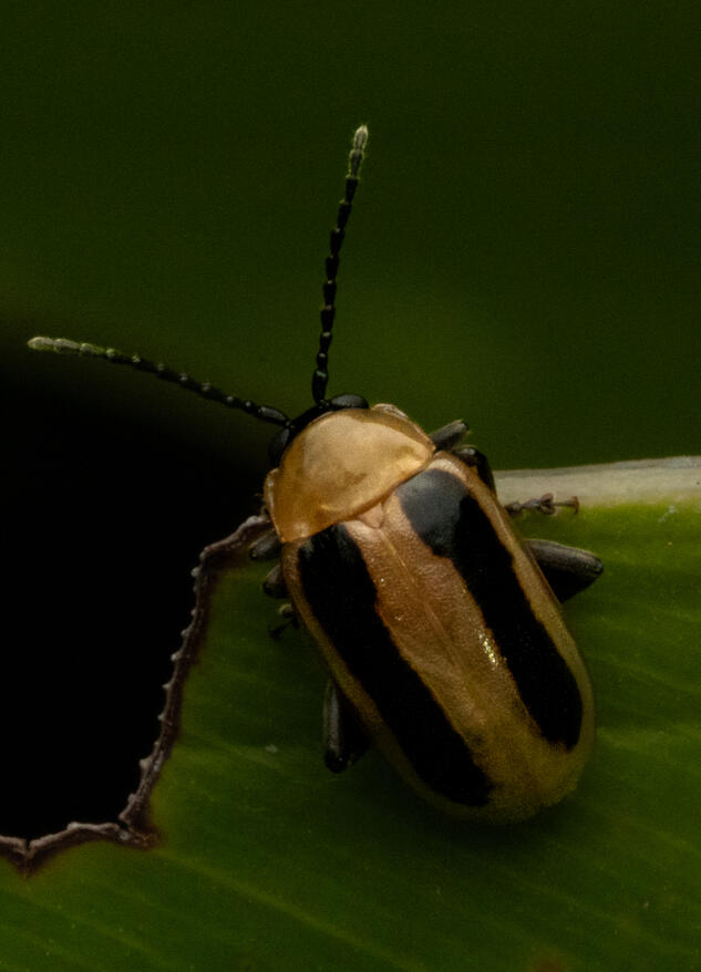 Firefly beetle (Lampyridae)
