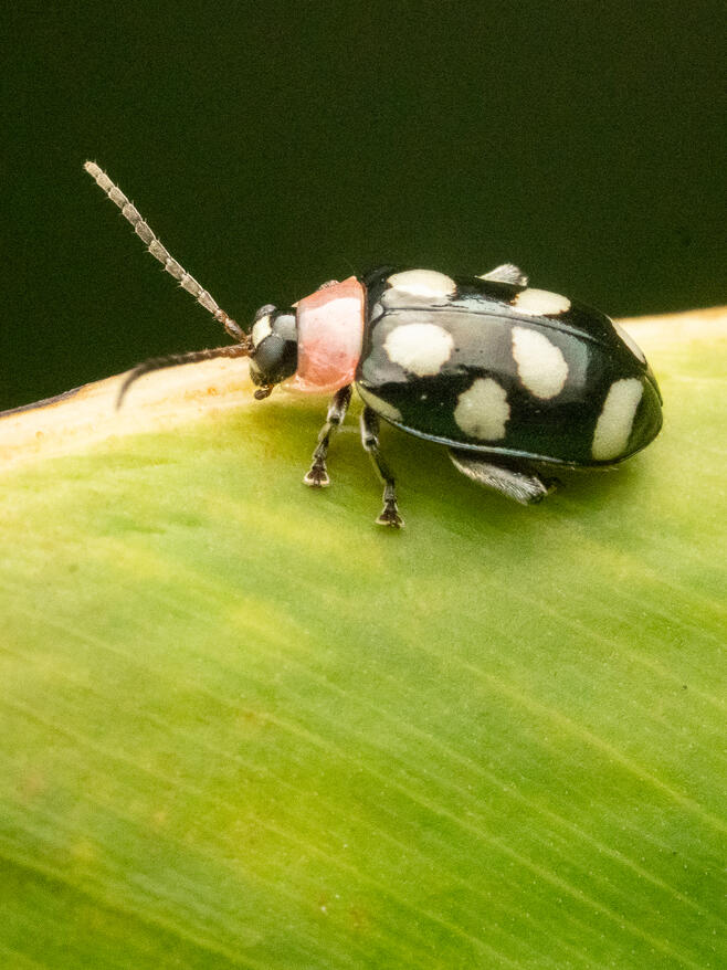 Spotted leaf beetle, Chrysomelidae