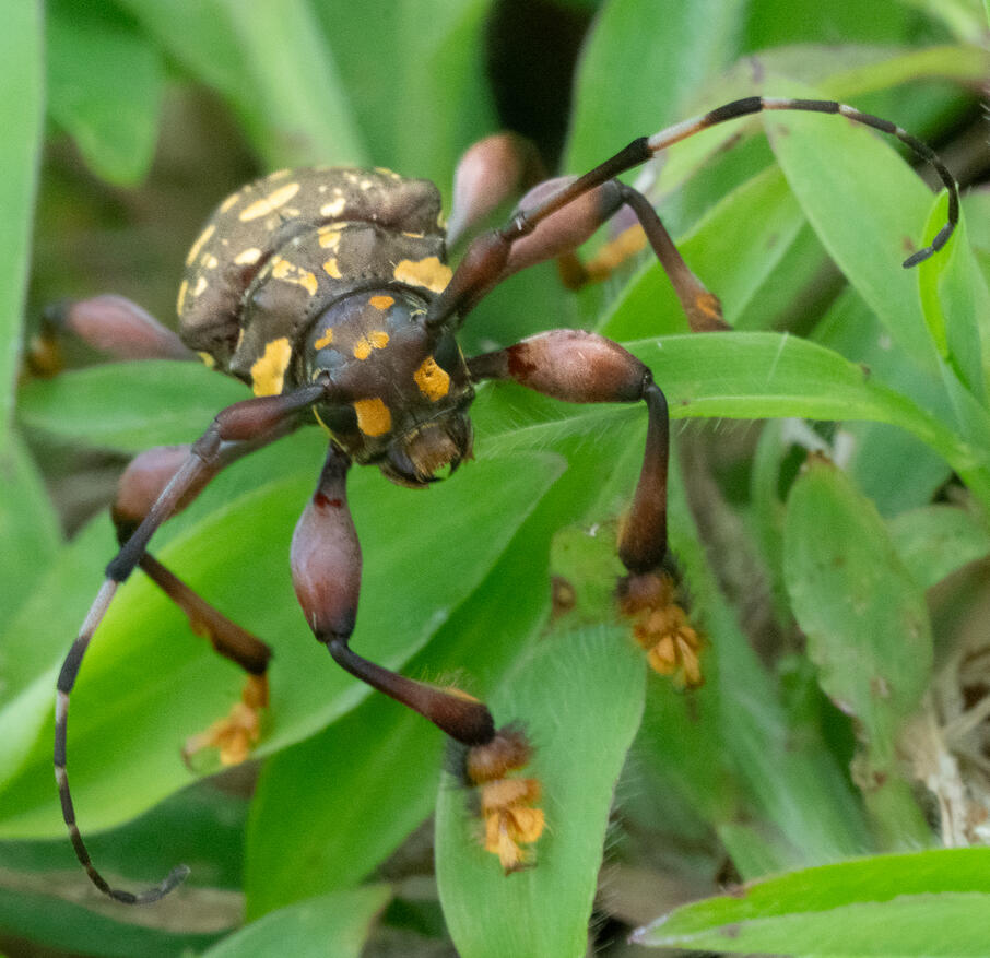 Harlequin-type longhorn beetle (tribe Acrocinini?), Ojochal Costa Rica