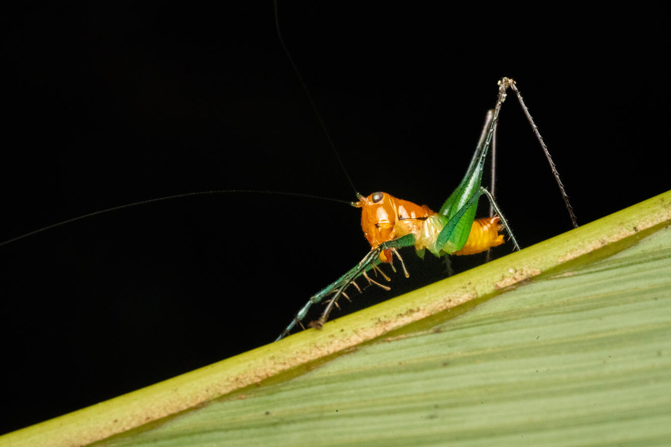 A katydid nymph (family Tettigoniidae), Ojochal Costa Rica