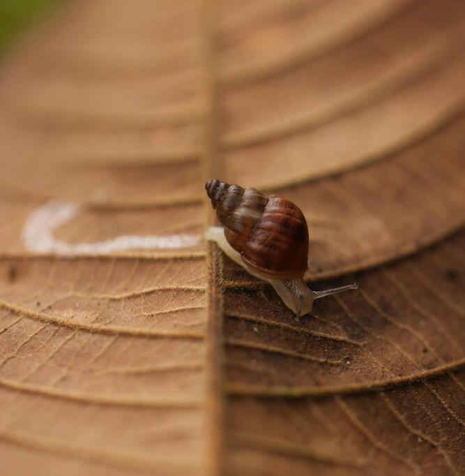 Naesiotus ustulatus, Floreana Island, Galápagos