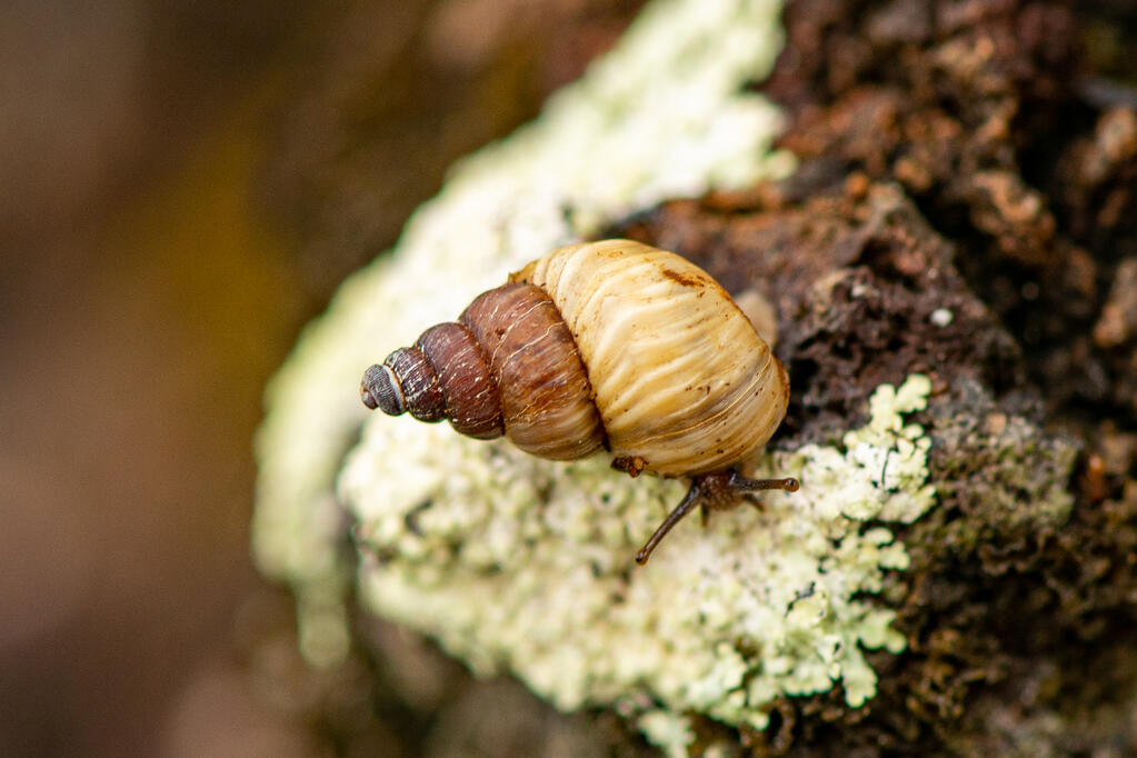 Naesiotus ustulatus, Floreana Island, Galápagos