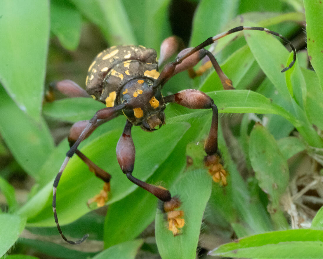 Harlequin-type longhorn beetle (tribe Acrocinini?), Ojochal Costa Rica