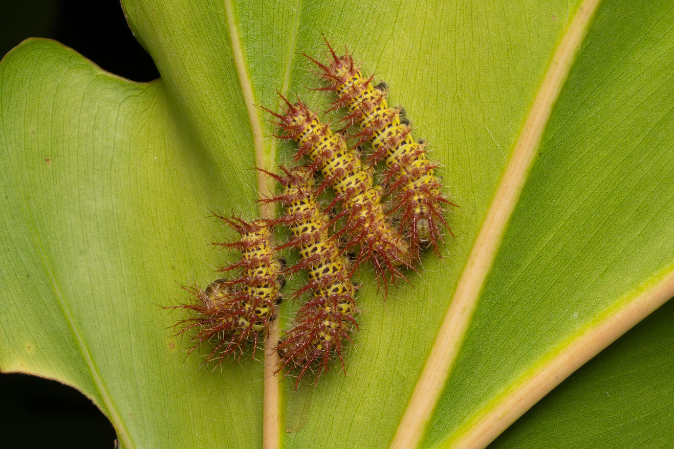 Caterpillars of a spiny butterfly or moth, Ojochal Costa Rica