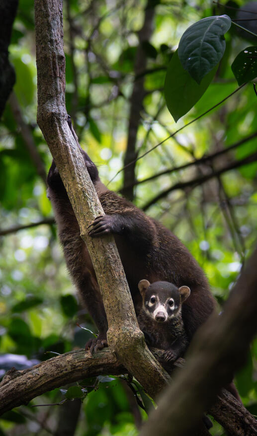 White-nosed coati, Corcovado National Park Costa Rica