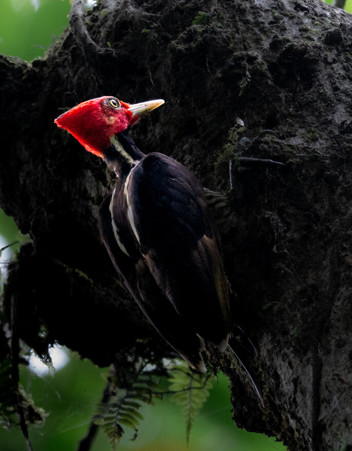 Pale-billed woodpecker, Corcovado National Park Costa Rica