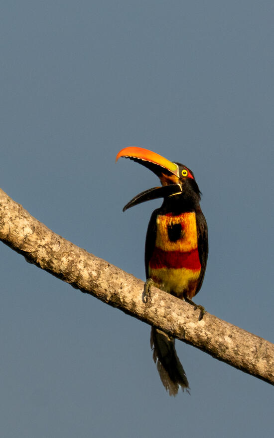 Collared Aracari (Pteroglossus torquatus), Ojochal Costa Rica