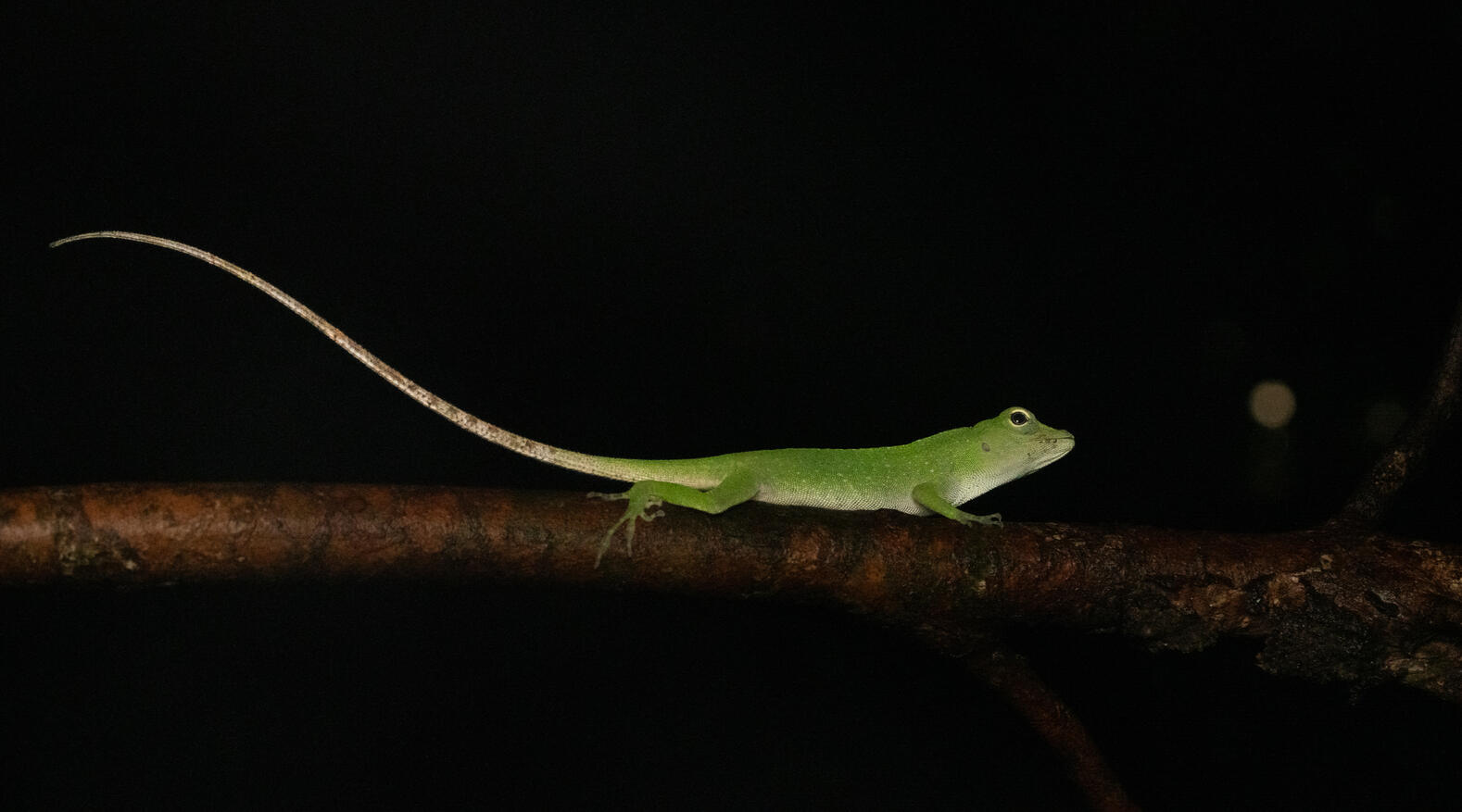 Green anole, Ojochal Costa Rica