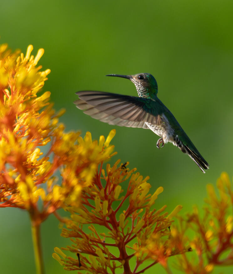 Rufous-tailed hummingbird, Ojochal Costa Rica