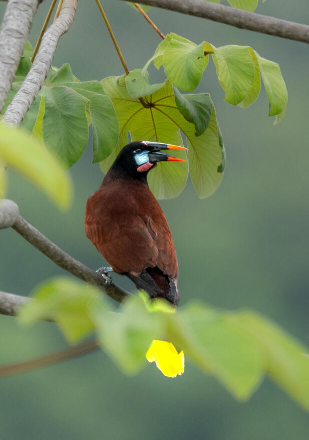 Montezuma oropendola (Psarocolius montezuma), Ojochal Costa Rica