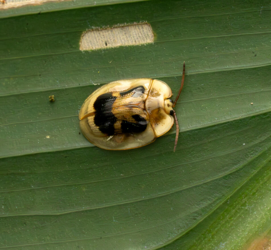 Tortoise beetle, subfamily Cassidinae, Ojochal Costa Rica