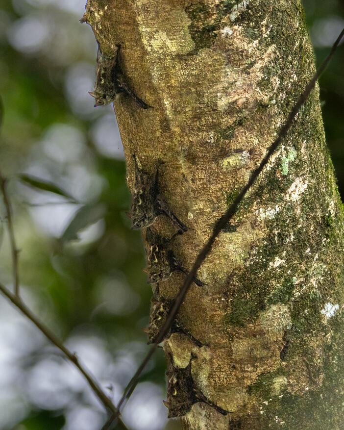 Tent-making bats, Sierpe River Costa Rica