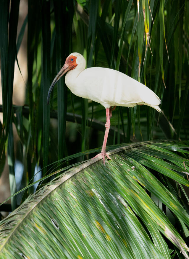 American white ibis, Sierpe River Costa Rica