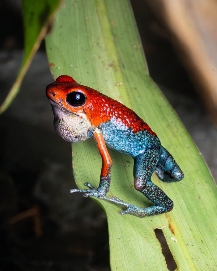 Strawberry dart poison frog (Blue Jeans variety), Oophaga pumilio, Ojochal Costa Rica