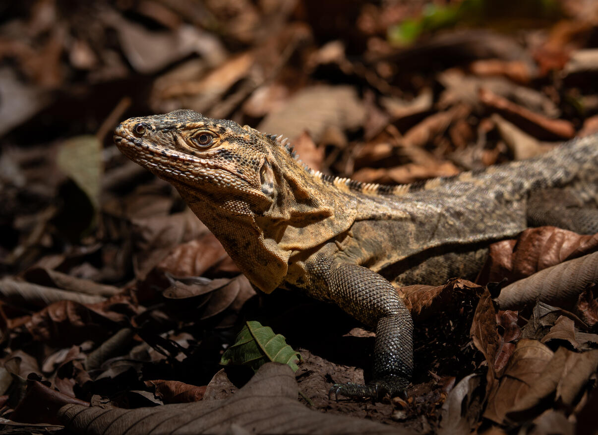 Black spiny-tailed iguana, Corcovado National Park Costa Rica