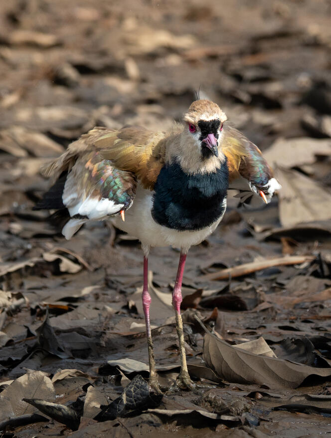 Northern jacana, Sierpe River Costa Rica