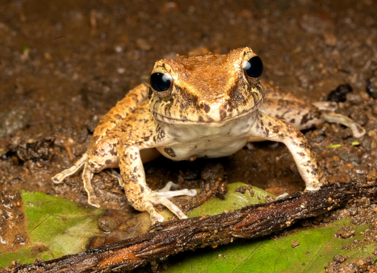 Rain frog, Ojochal Costa Rica