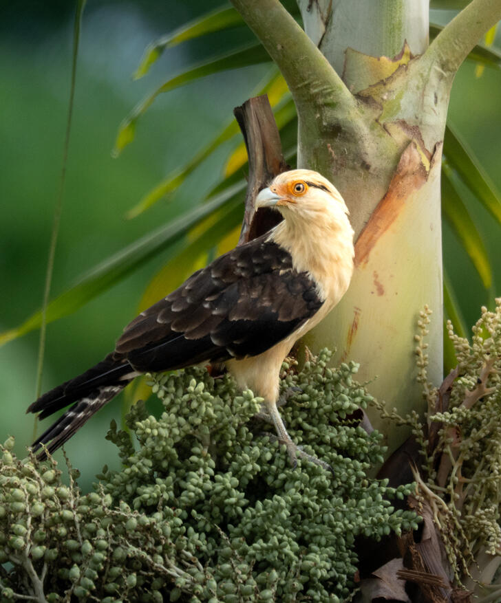 Yellow-headed caracara (Caracara plancus), Ojochal Costa Rica