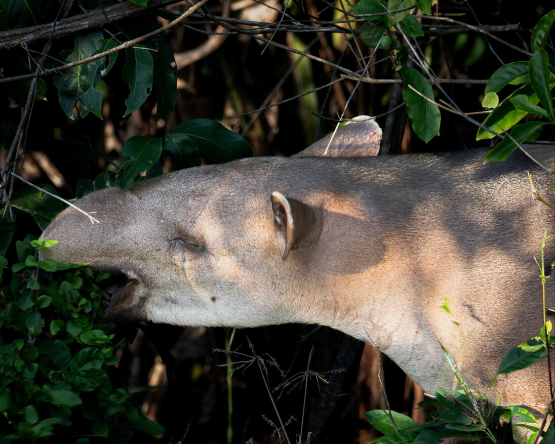 Baird's tapir, Corcovado National Park Costa Rica