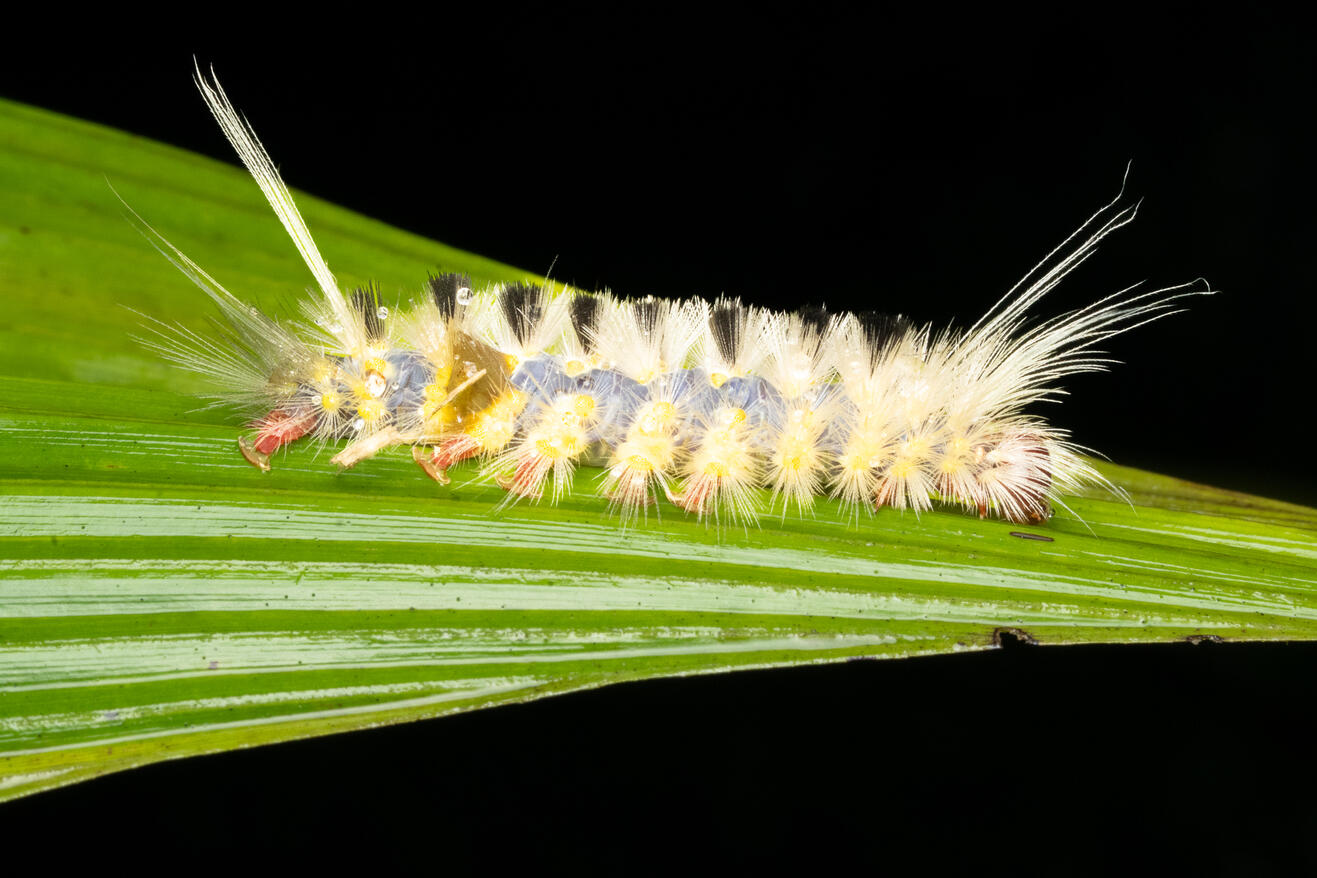 Tussock moth caterpillar, family Erebidae, Ojochal Costa Rica