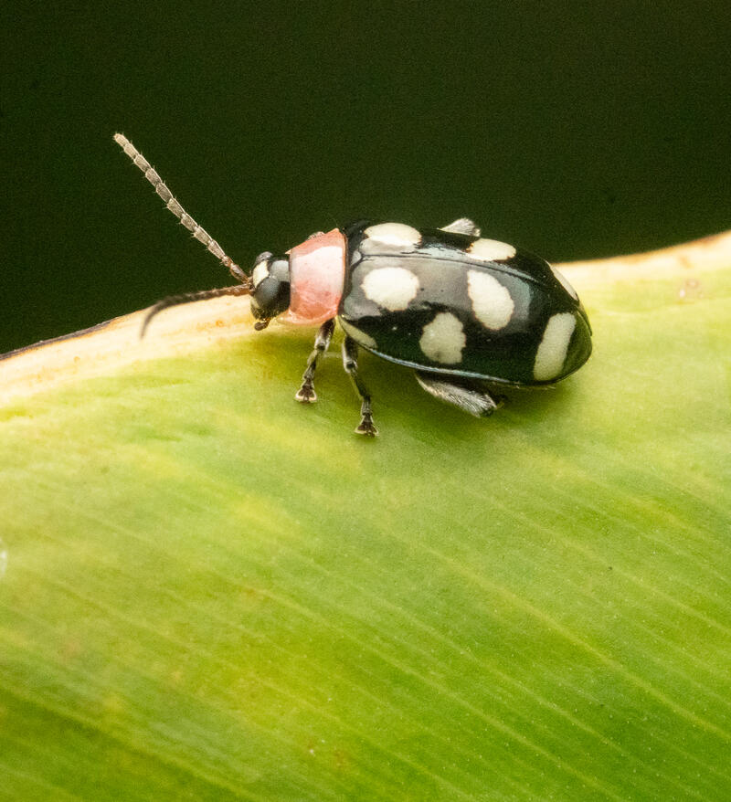Spotted neotropical flea beetle, Chrysomelidae: Alticini, Ojochal Costa Rica