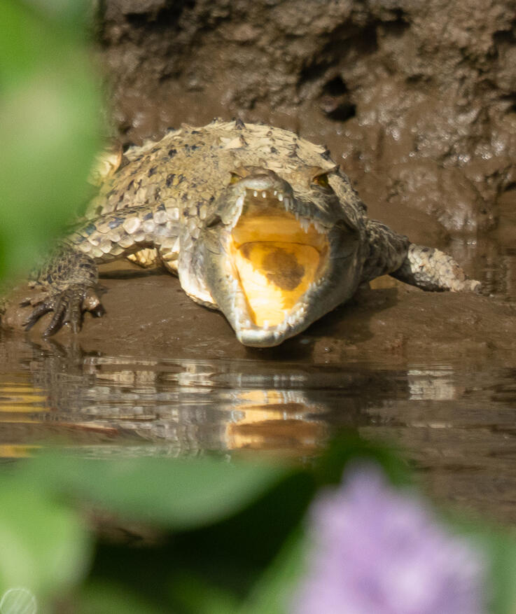 American crocodile, Sierpe River Costa Rica
