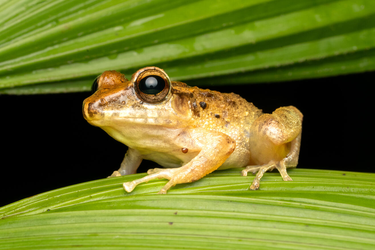 Dink frog, Ojochal Costa Rica