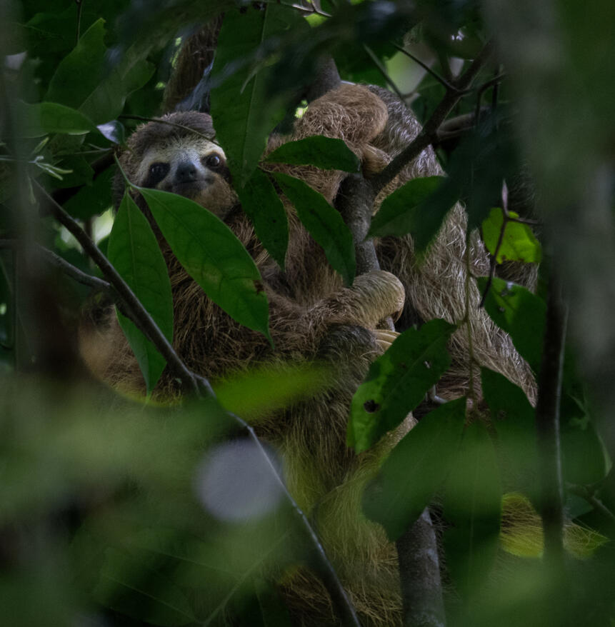 Brown-throated three-toed sloth, Corcovado National Park, Costa Rica
