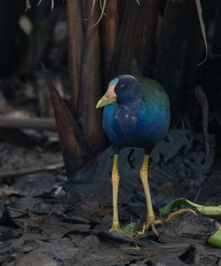 Purple gallinule, Sierpe River Costa Rica
