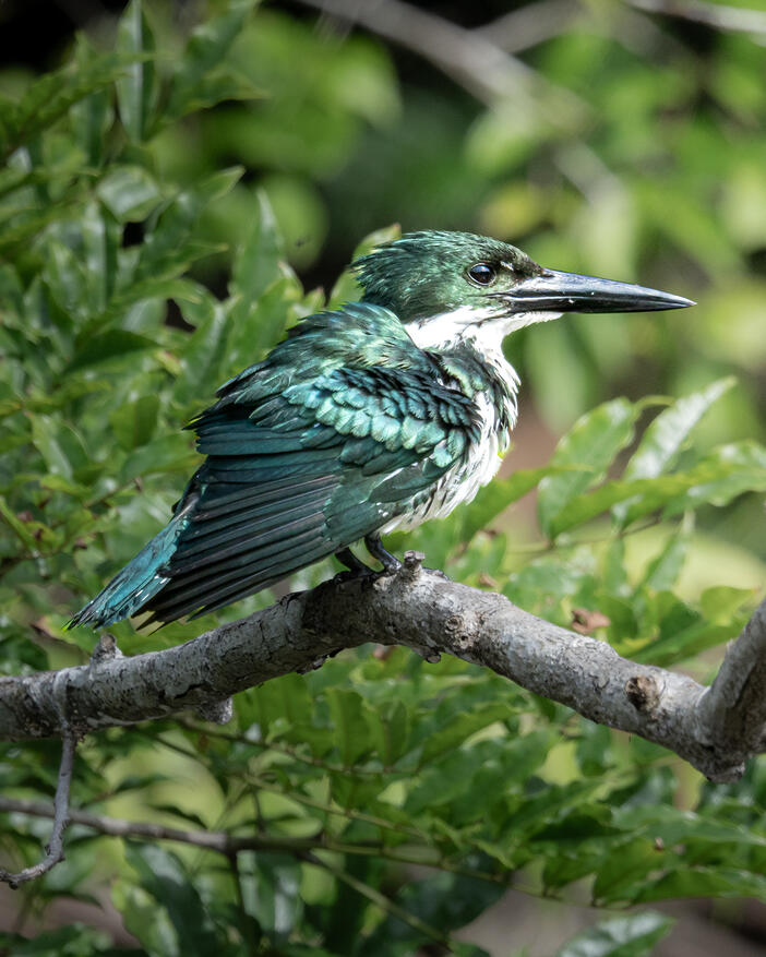 Green kingfisher, Sierpe River Costa Rica