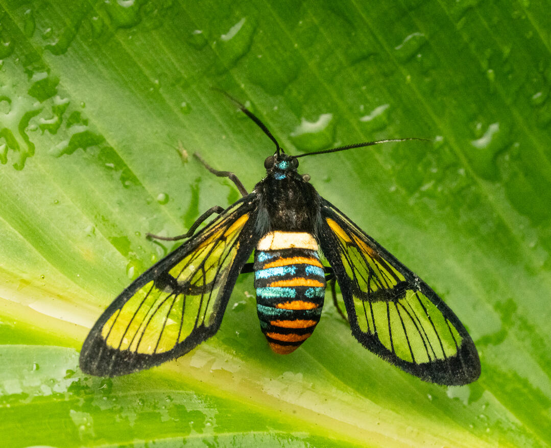 A wasp-mimicking clearwing tiger moth, probably Euchromiina, Ojochal Costa Rica