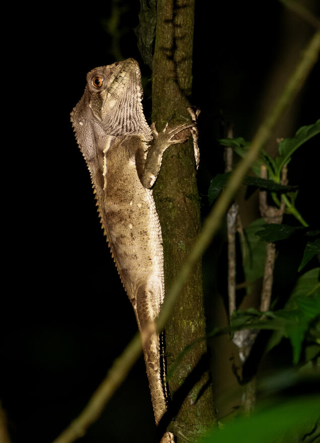 Helmeted basilisk, Corcovado National Park Costa Rica