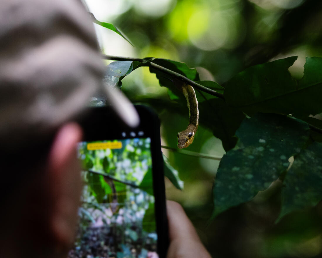 snake-mimicking moth caterpillar, Corcovado National Park Costa Rica