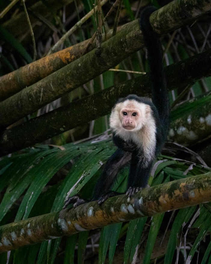White-faced capuchin, Sierpe River Costa Rica