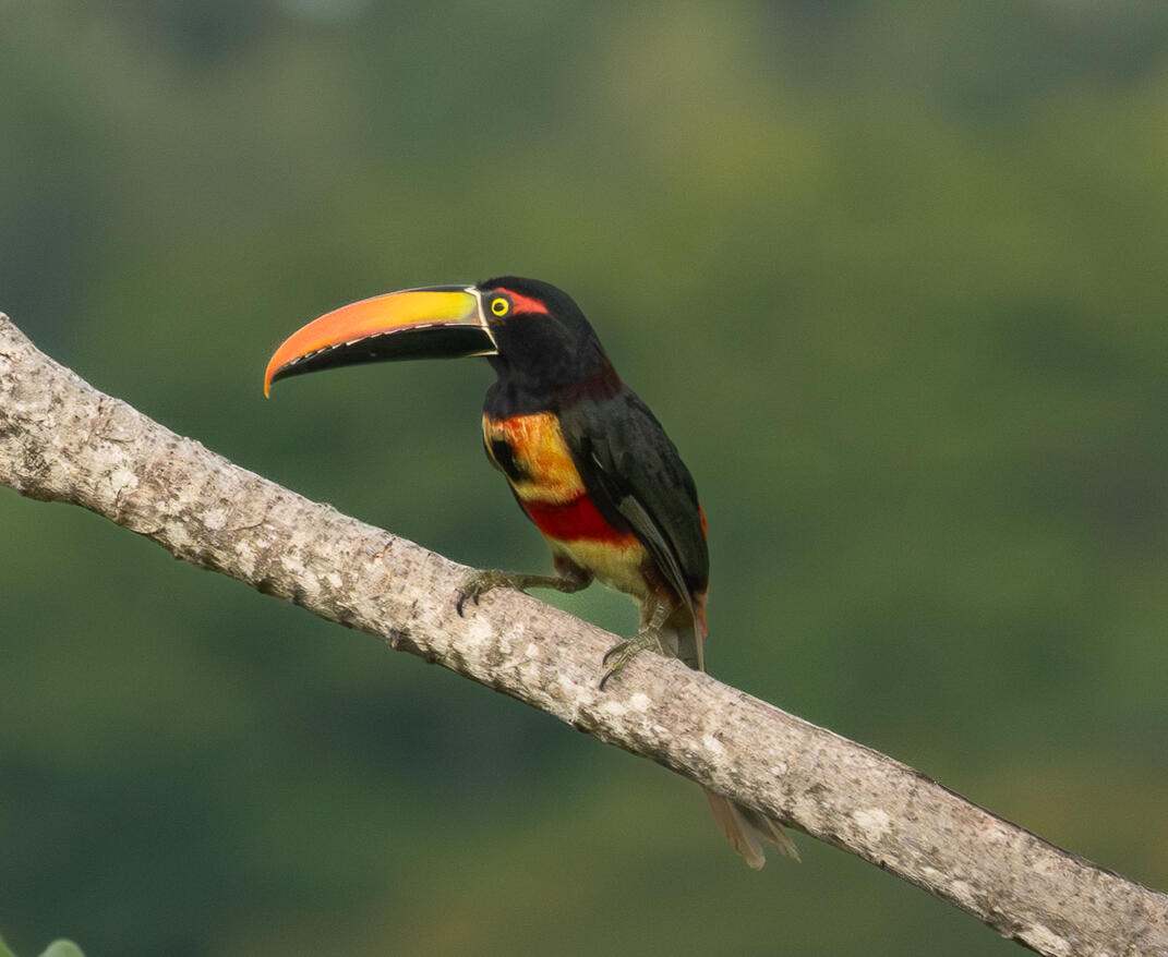 Collared Aracari (Pteroglossus torquatus), Ojochal Costa Rica