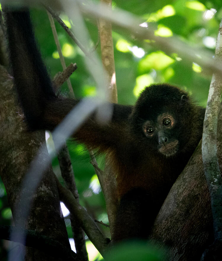 Central American spider monkey, Corcovado National Park Costa Rica