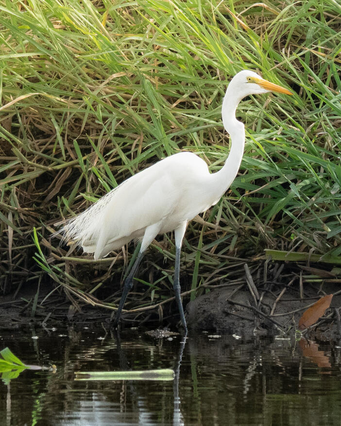 Great egret, Sierpe River Costa Rica