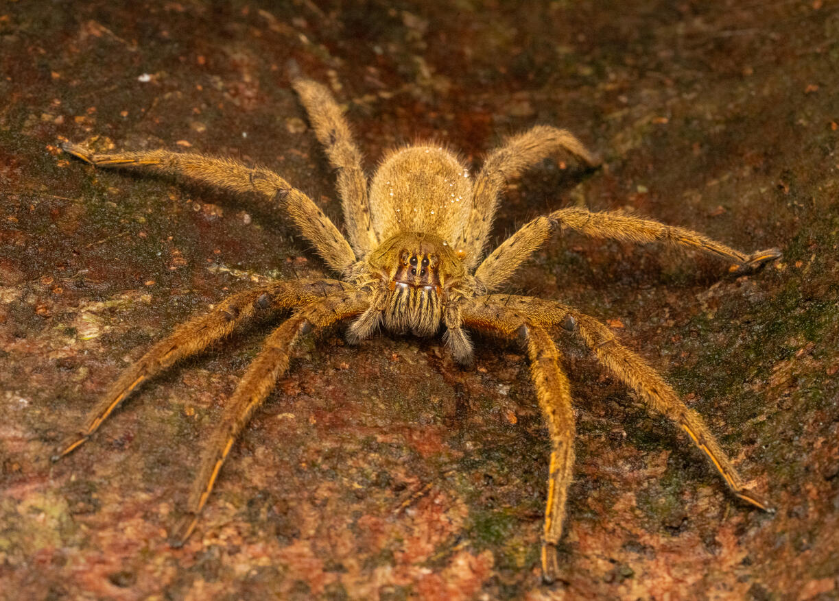 Tropical wandering spider, family Ctenidae, a large nocturnal ambush hunter, Ojochal Costa Rica