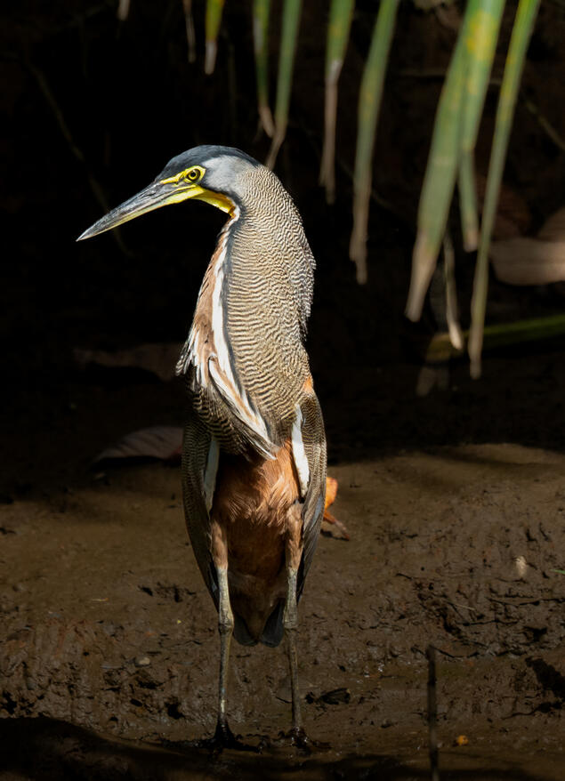 Bare-throated tiger heron, Sierpe River Costa Rica