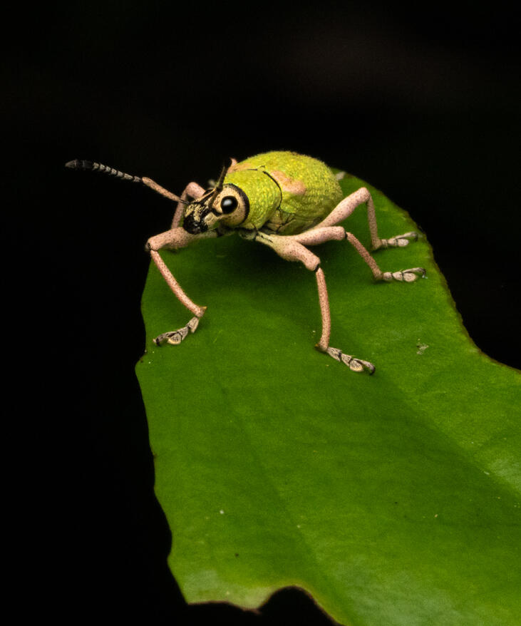 Broad-nosed weevil, family Curculionidae, Ojochal Costa Rica