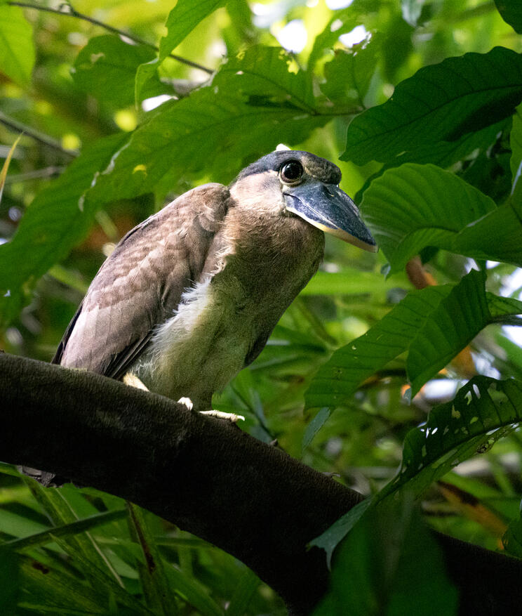 Boat-billed heron, Sierpe River Costa Rica