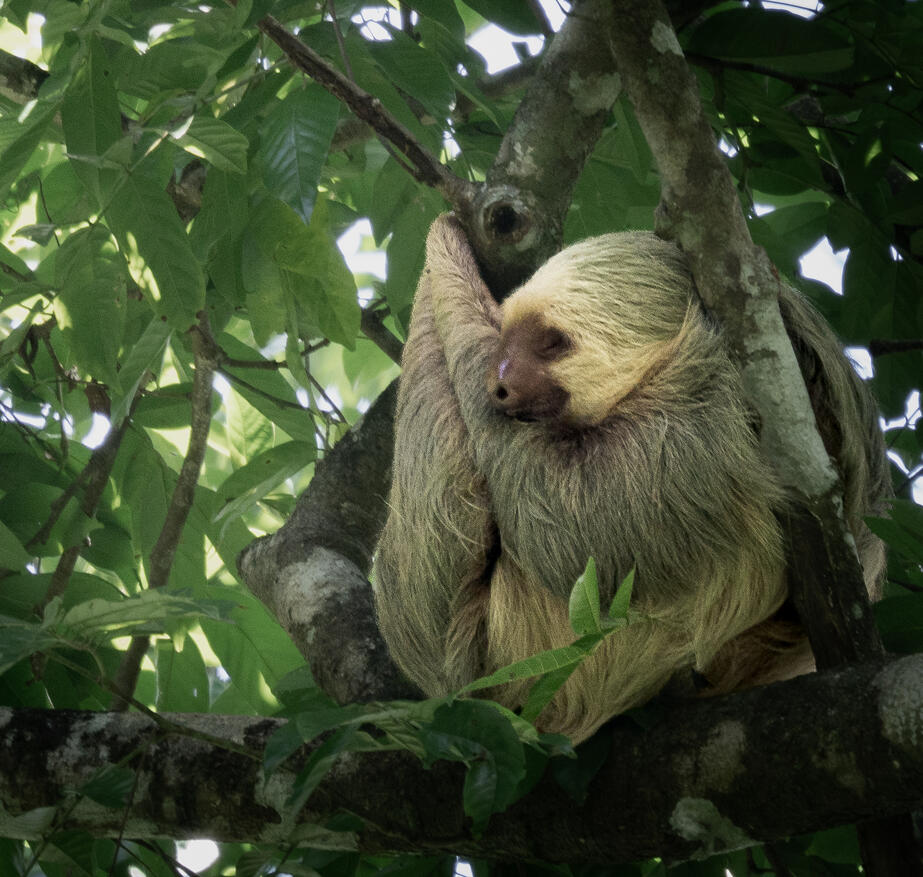 Hoffmann’s two-toed sloth, Corcovado National Park Costa Rica
