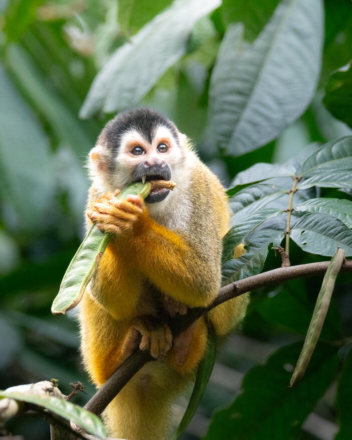 Central American squirrel monkey, Sierpe River Costa Rica